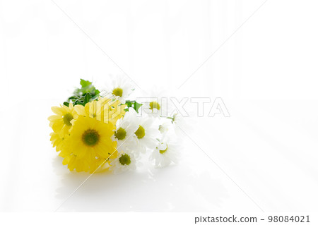 切花菊花為背景 98084021
