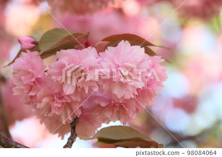 櫻花 [Kanzan Double Bloom] 98084064