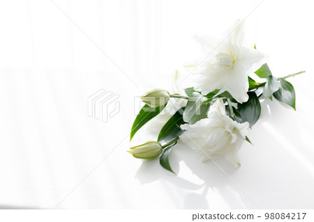切花百合花為背景 98084217