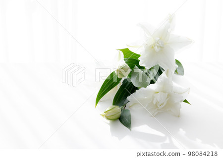 Cut flower lily flower for background Cut flower lily flower for background 98084218