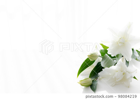 Cut flower lily flower for background Cut flower lily flower for background 98084219