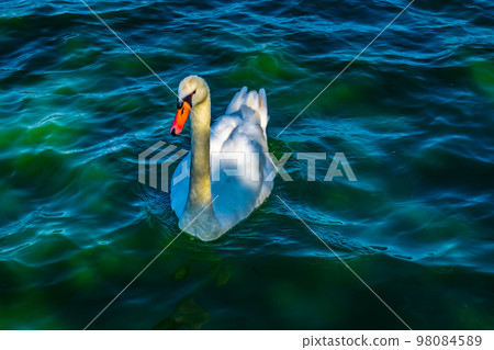 Swans in Senba Park 98084589