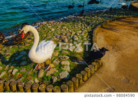 Swans in Senba Park 98084590