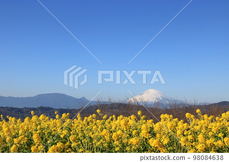 吾妻山公園的景色:油菜花和富士山 吾妻山公園的景色:油菜花和富士山 98084638