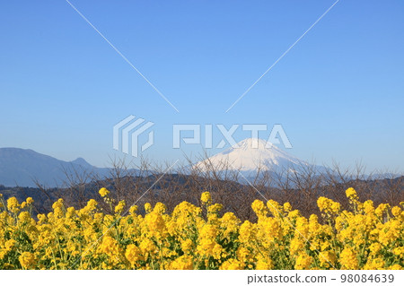 吾妻山公園的景色:油菜花和富士山 吾妻山公園的景色:油菜花和富士山 98084639