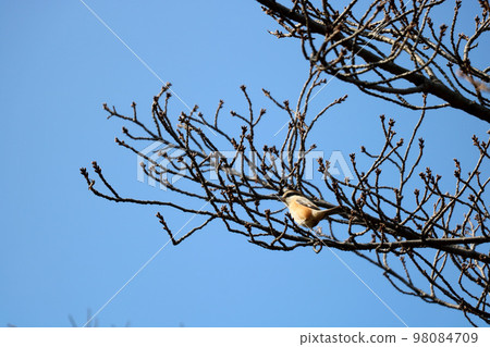 男性男性 98084709