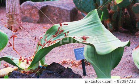 Landscape with leaves of the sedge (Welwitschia) 98084738