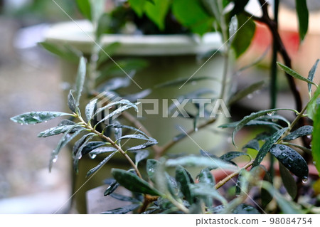 A rainy day is a day for hydration 98084754