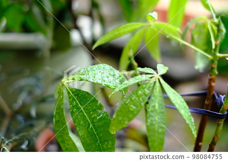 Stay hydrated with rain Pachira leaves 98084755