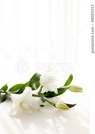 切花百合花為背景 切花百合花為背景 98085055