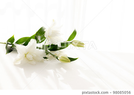 切花百合花為背景 切花百合花為背景 98085056