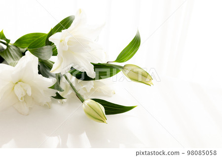 切花百合花為背景 切花百合花為背景 98085058