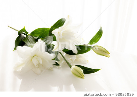 切花百合花為背景 切花百合花為背景 98085059