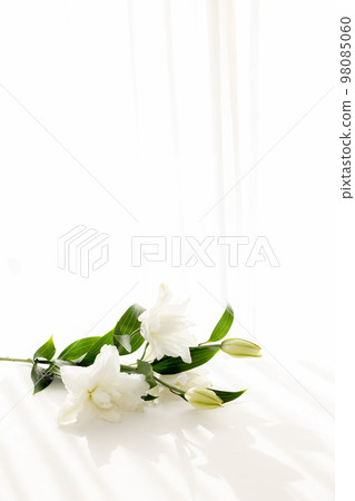 Cut flower lily flower for background Cut flower lily flower for background 98085060