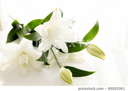 Cut flower lily flower for background 98085061