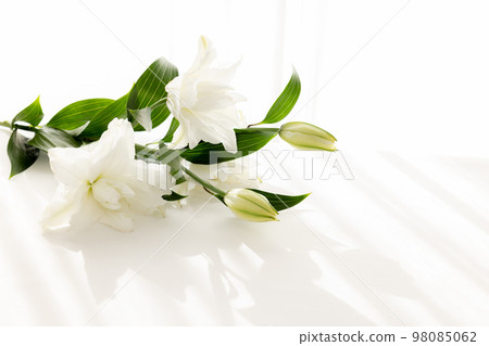 Cut flower lily flower for background 98085062