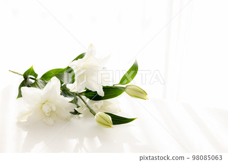 Cut flower lily flower for background Cut flower lily flower for background 98085063