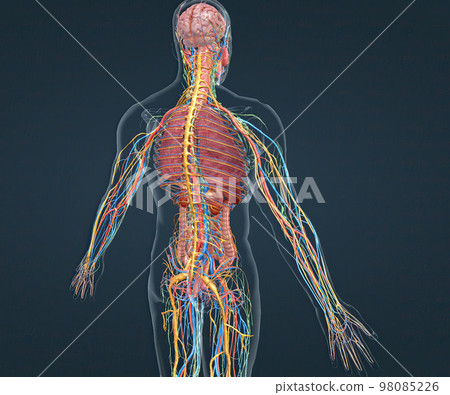 Human anatomy, nervous system and vascular pathways 98085226