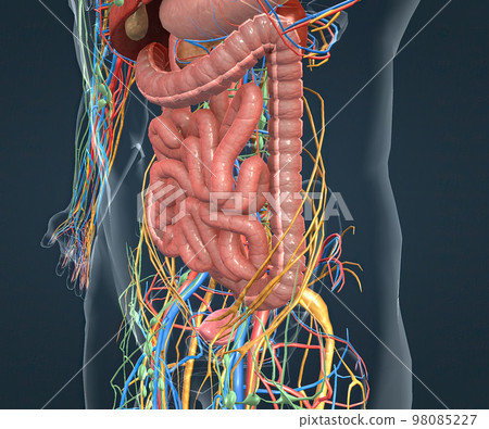 Digestive system, nervous system and vascular pathways Digestive system, nervous system and vascular pathways 98085227
