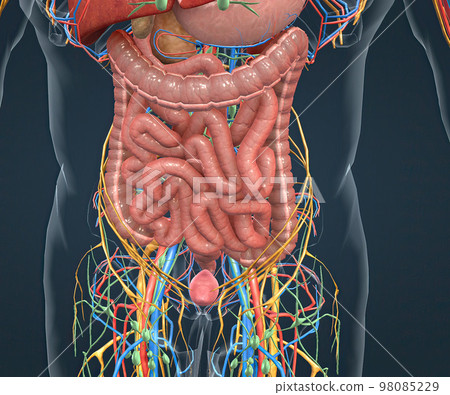 Digestive system, nervous system and vascular pathways 98085229