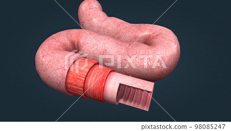 The human intestines function to absorb digestive products and have special structures to perform this function. The human intestines function to absorb digestive products and have special structures to perform this function. 98085247