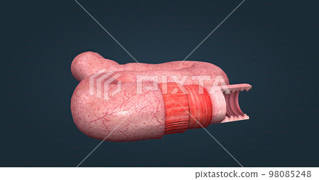 The human intestines function to absorb digestive products and have special structures to perform this function. The human intestines function to absorb digestive products and have special structures to perform this function. 98085248