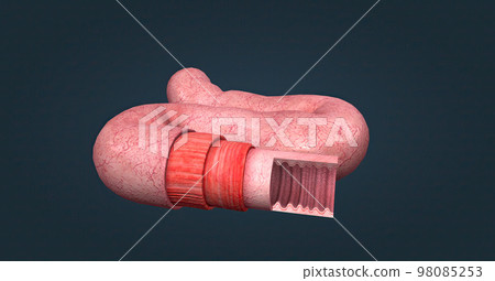 The human intestines function to absorb digestive products and have special structures to perform this function. 98085253