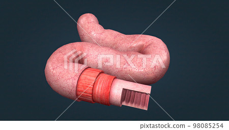 The human intestines function to absorb digestive products and have special structures to perform this function. The human intestines function to absorb digestive products and have special structures to perform this function. 98085254
