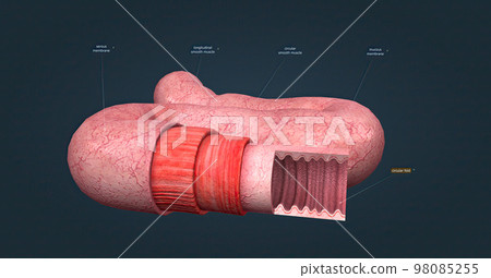 The human intestines function to absorb digestive products and have special structures to perform this function. 98085255