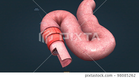 The human intestines function to absorb digestive products and have special structures to perform this function. 98085262