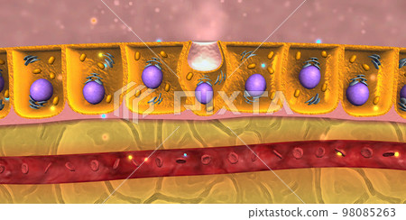 Digestive molecules pass through cell membranes the small intestine into blood or lymph capillaries 98085263