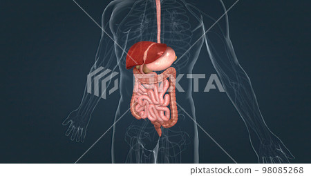 The human digestive system consists of the gastrointestinal tract and auxiliary digestive organs. The human digestive system consists of the gastrointestinal tract and auxiliary digestive organs. 98085268