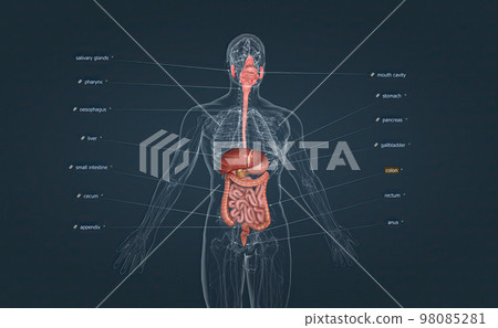 The digestive system consists of the GI tract, liver, pancreas, and gallbladder. 98085281