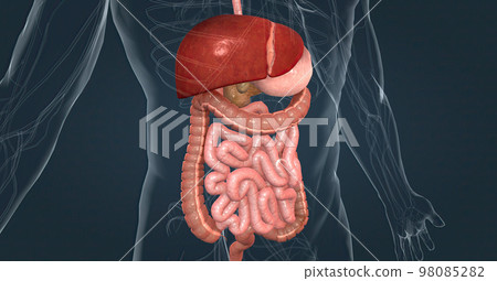 The human digestive system consists of the gastrointestinal tract and auxiliary digestive organs. 98085282