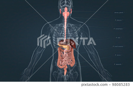 The digestive system consists of the GI tract, liver, pancreas, and gallbladder. 98085283