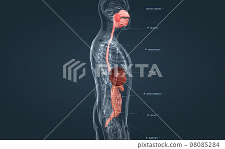 The digestive system consists of the GI tract, liver, pancreas, and gallbladder. The digestive system consists of the GI tract, liver, pancreas, and gallbladder. 98085284