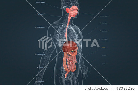 The digestive system consists of the GI tract, liver, pancreas, and gallbladder. The digestive system consists of the GI tract, liver, pancreas, and gallbladder. 98085286