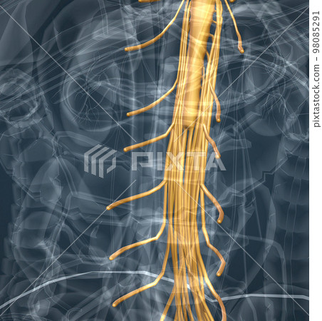 Spinal nerves are grouped into the corresponding cervical, thoracic, lumbar, sacral, and coccygeal regions of the spine. 98085291