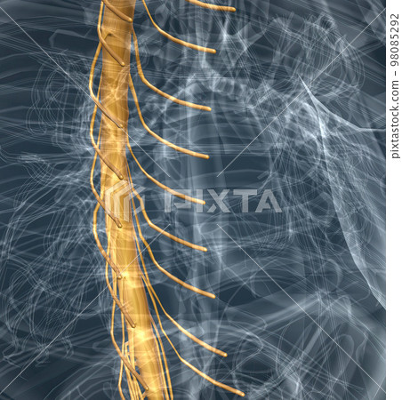 Spinal nerves are grouped into the corresponding cervical, thoracic, lumbar, sacral, and coccygeal regions of the spine. 98085292