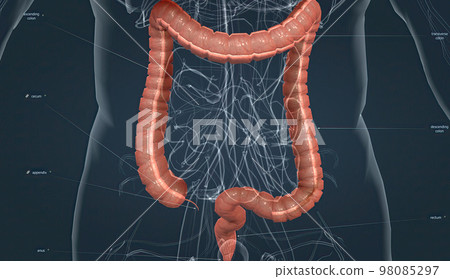 The long, tube like organ that is connected to the small intestine at one end and the anus the other 98085297