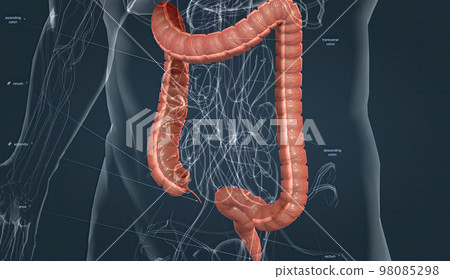 The long, tube like organ that is connected to the small intestine at one end and the anus the other 98085298