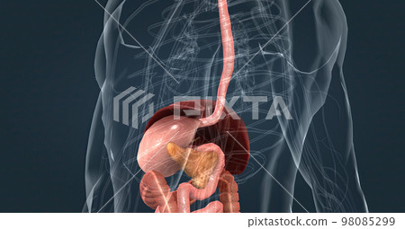 The main task of the liver in the digestive system is to process the nutrients absorbed from the small intestine. 98085299