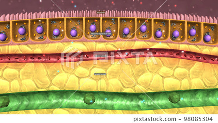 The small intestine is the primary microvilli location. 98085304