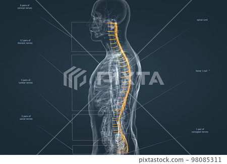 The nervous system is the command center of the body. The nervous system is the command center of the body. 98085311