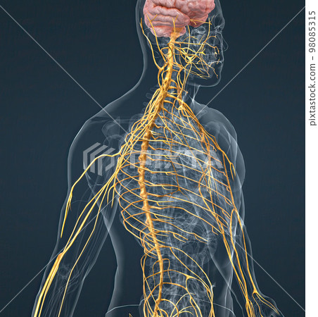 The nervous system is a network of nerves and cells that carry messages from the brain and spinal cord to the body. 98085315