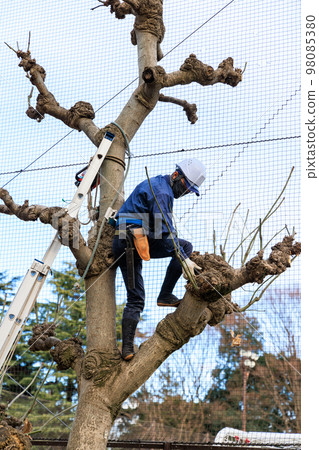 A gardener tending trees in a park 98085380