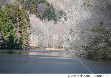 Scenery of thin ice pond Scenery of thin ice pond 98085586