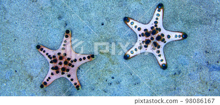 Chocolate Chip Sea Star, Bunaken National Marine Park, Indonesia Chocolate Chip Sea Star, Bunaken National Marine Park, Indonesia 98086167