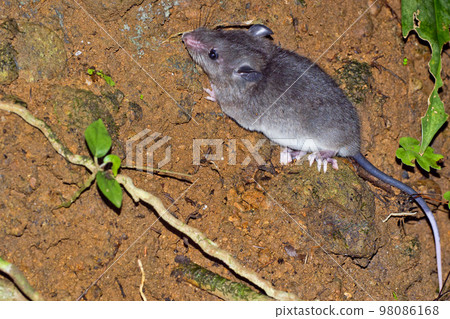 Sumichrast s Vesper Rat, Corcovado National Park, Costa Rica Sumichrast s Vesper Rat, Corcovado National Park, Costa Rica 98086168