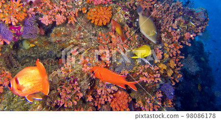 Coral Reef, Maldives Coral Reef, Maldives 98086178